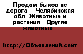 Продам быков не дорога! - Челябинская обл. Животные и растения » Другие животные   